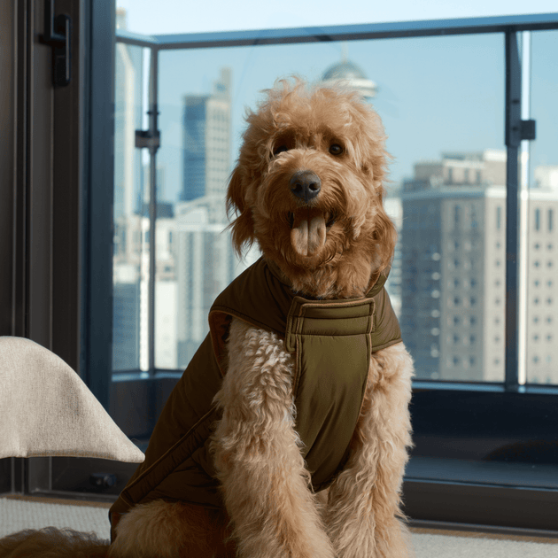 Reversible Dog Vest Jacket - Green Brown