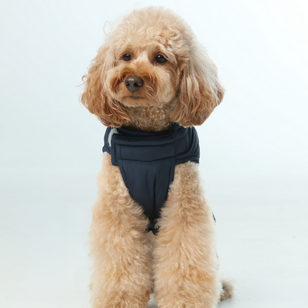 Reversible Dog Vest Jacket - Blue