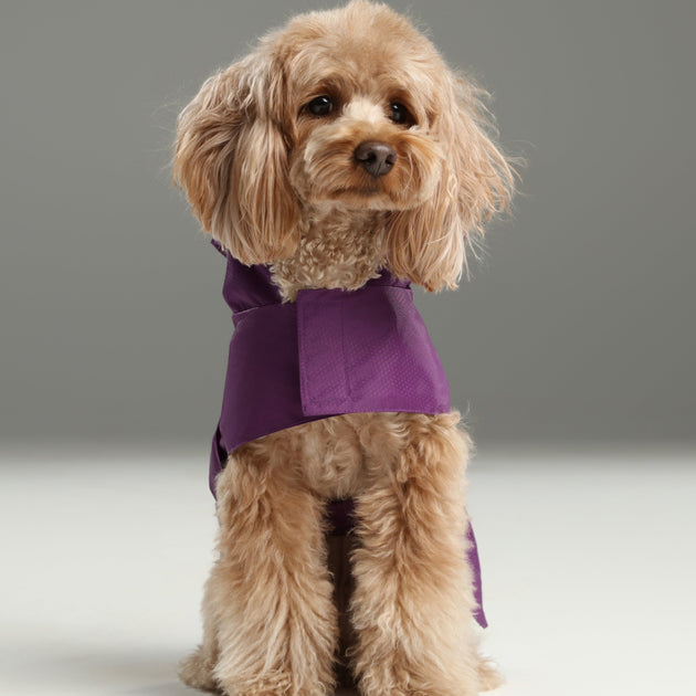 Capsule Raincoat - Purple