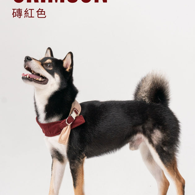 2 in 1 BANDANA - Beige/Blue