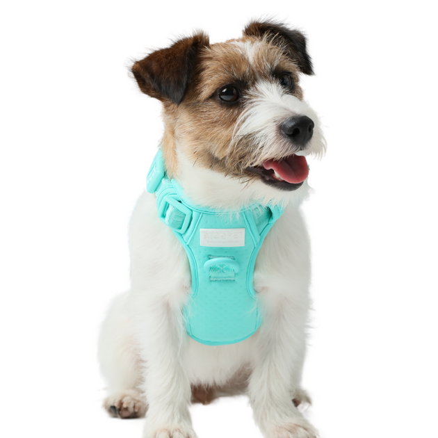 NO PULL ACTIVE  PET HARNESS - MINT GREEN