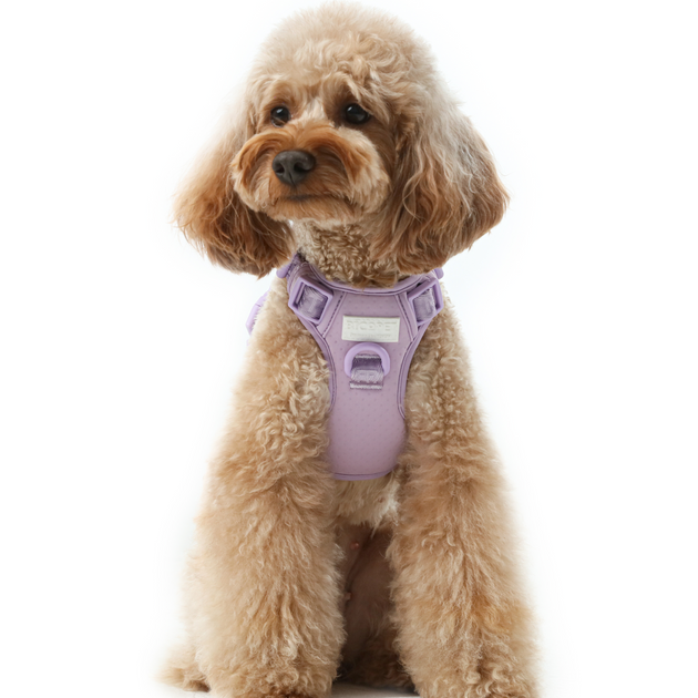 NO PULL ACTIVE  PET HARNESS - MINT PURPLE