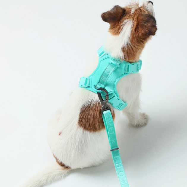NO PULL ACTIVE  PET HARNESS - MINT GREEN