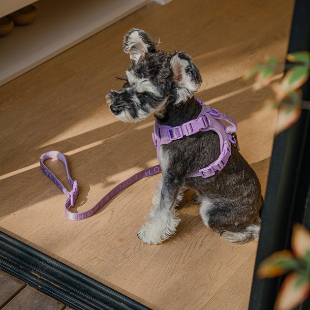 NO PULL ACTIVE  PET HARNESS - MINT PURPLE
