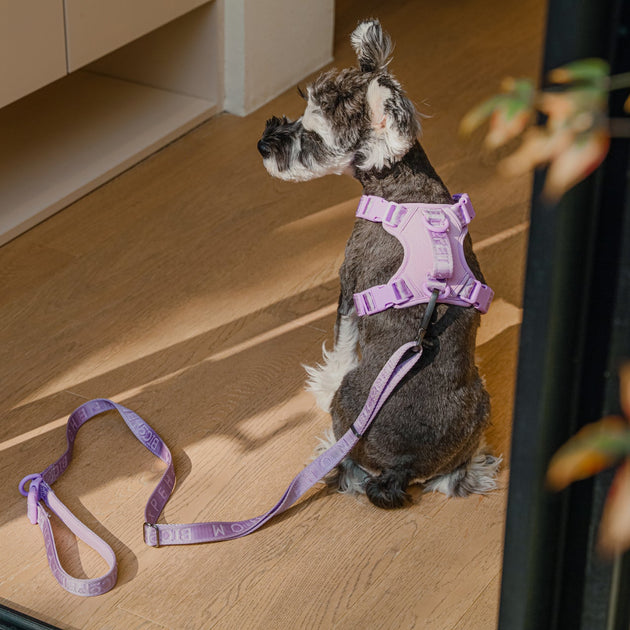 PADDED  ACTIVE  PET LEASH  - APRICOT