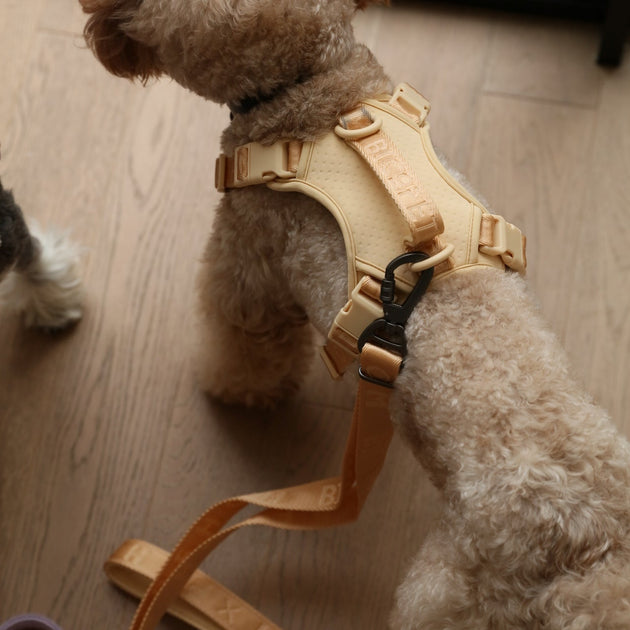 NO PULL ACTIVE  PET HARNESS - APRICOT